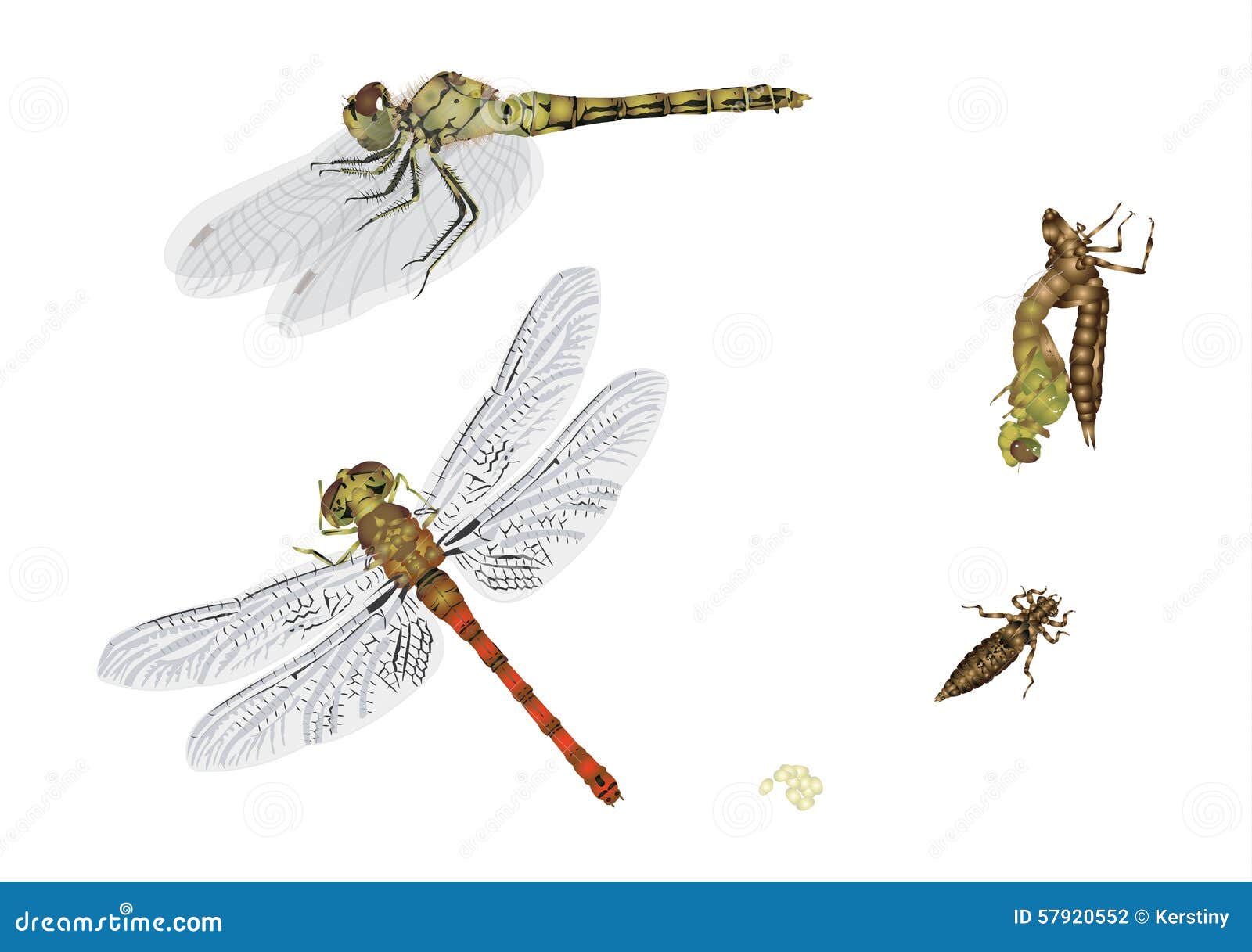 Cycle de vie d/'une Libellule , Nature Insectes cycles de vie modèle de croissance jeu