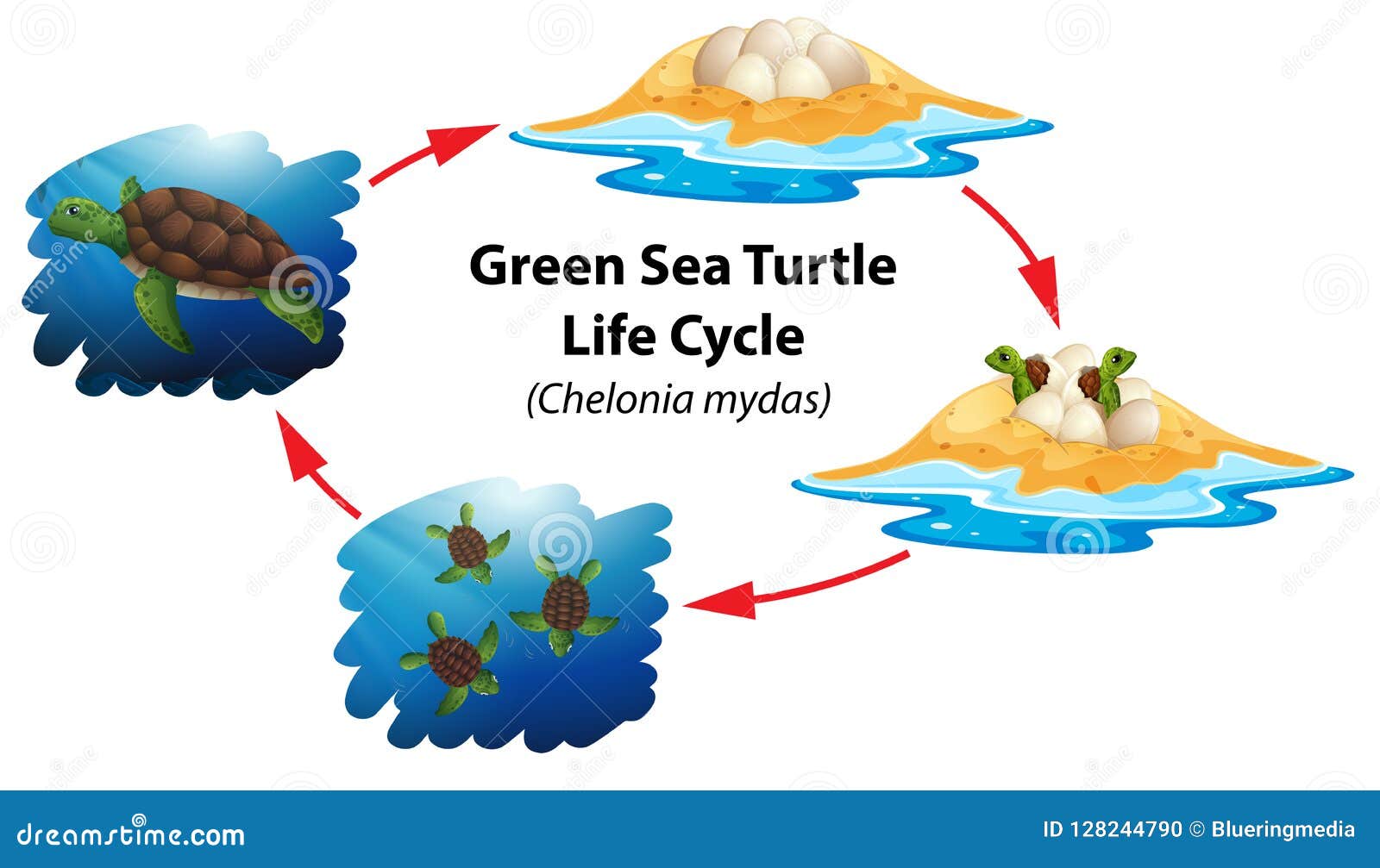 Cycle De Vie De Tortue De Mer Verte Illustration de Vecteur