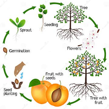 Cycle of Growth of Apricot Tree on a White Background. Stock Vector ...