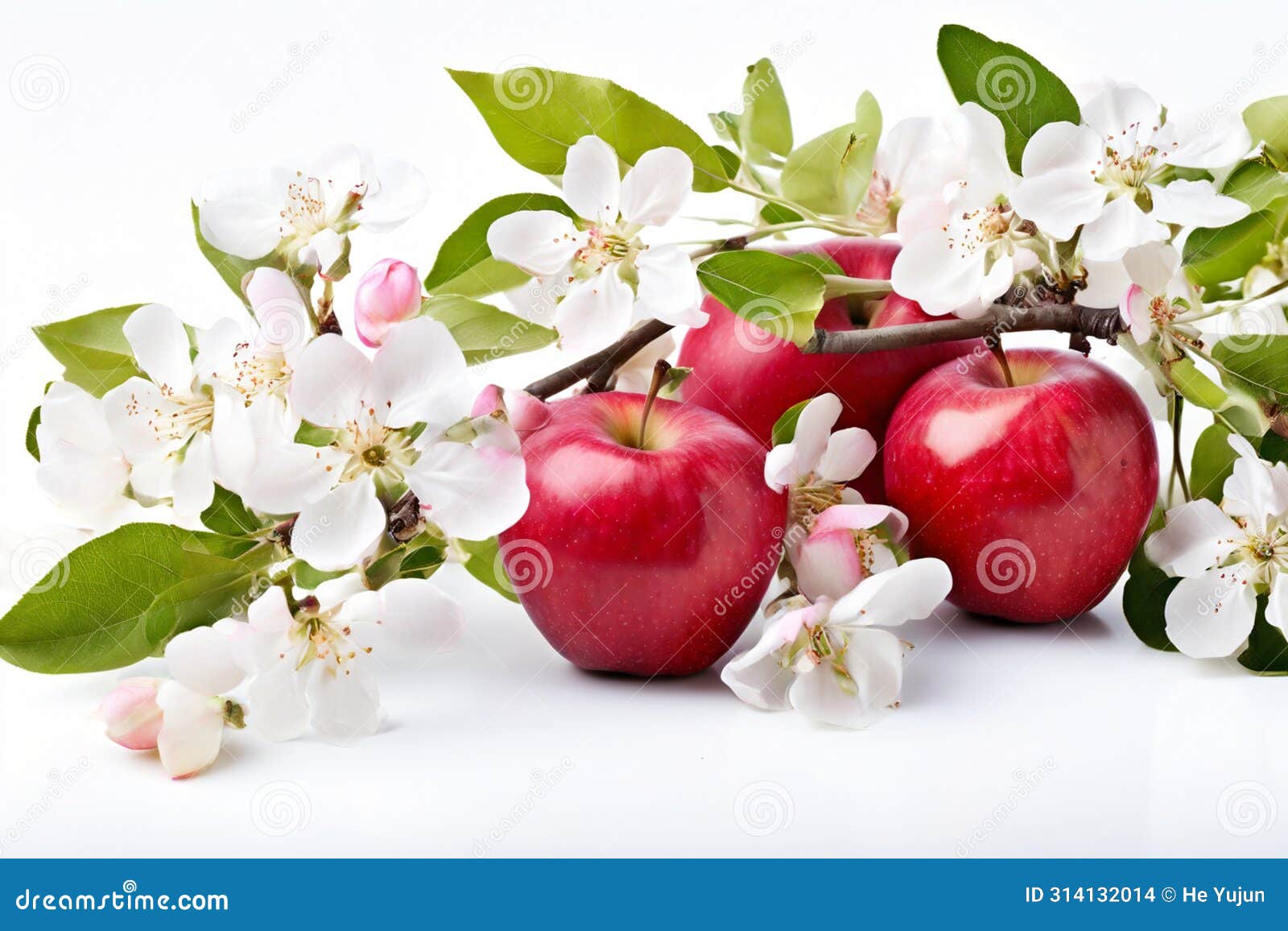 cycle of growth: from blossoms to apples