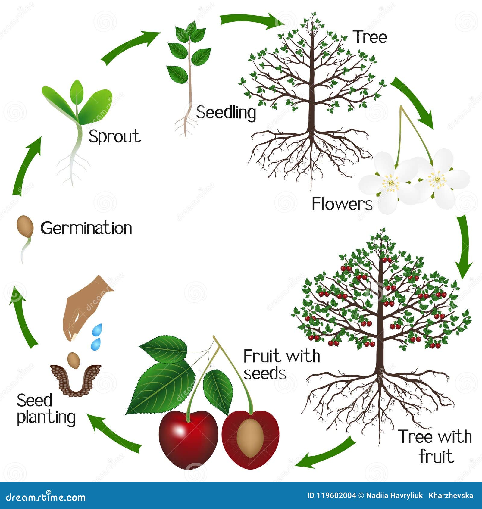 Cycle of Growth of a Cherry Tree on a White Background. Stock Vector