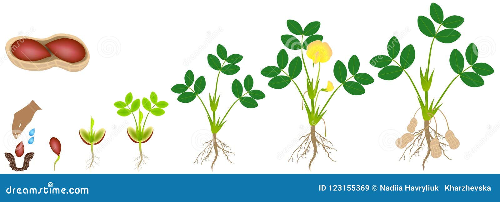 Cycle Of Growth Of A Plant Of A Peanut Isolated On A White Background