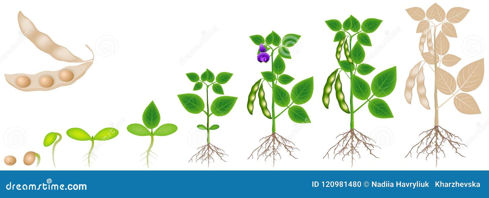 Cycle of Growth of Soybean Plant Isolated on White Background. Stock ...