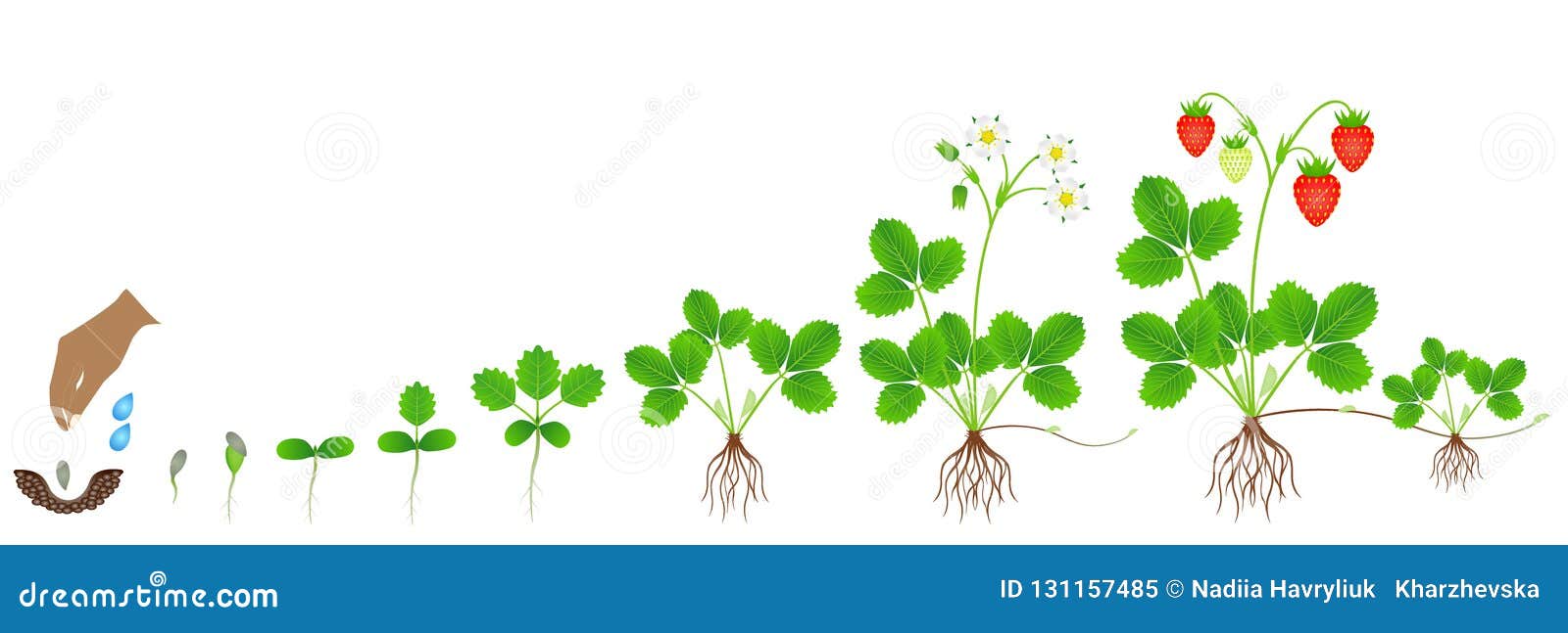 Strawberry Plant Growth Stages Isolated On White Background Cartoon Vector Cartoondealer Com