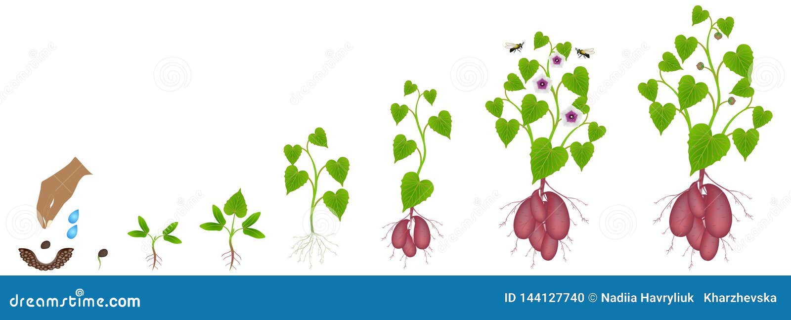 Cycle Of Growth Of Sweet Potato Plant On A White Background Stock Vector Illustration Of Batatas Botanical Cycle Of Growth Of Sweet Potato Plant On A White Background Stock Vector Illustration Of Batatas Botanical