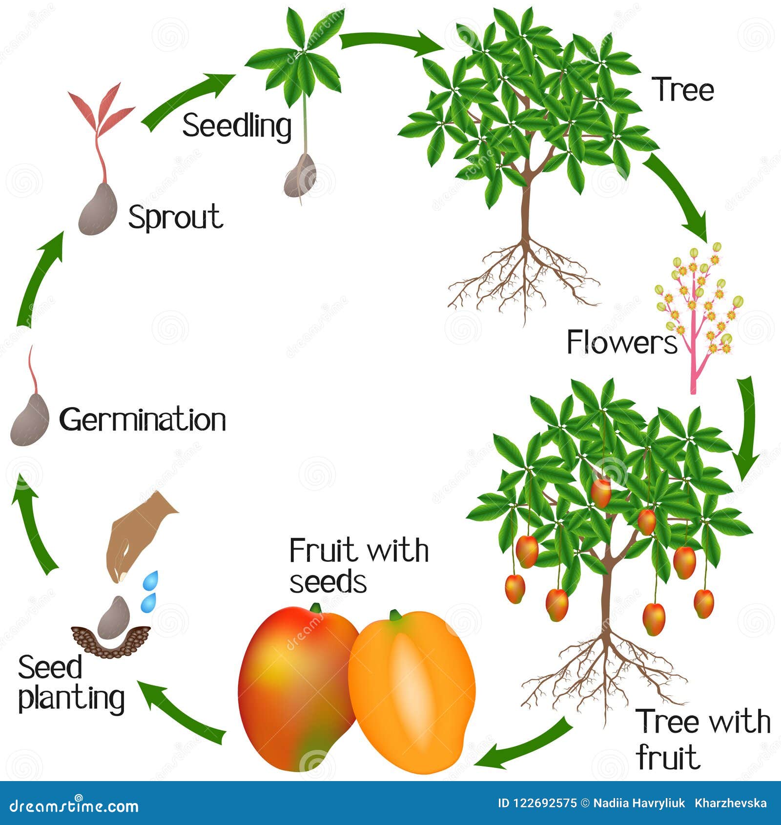 Cycle Of A Mango Plant Growth Isolated On White Background Stock cycle-of-a-mango-plant-growth-isolated-on-white-background-stock