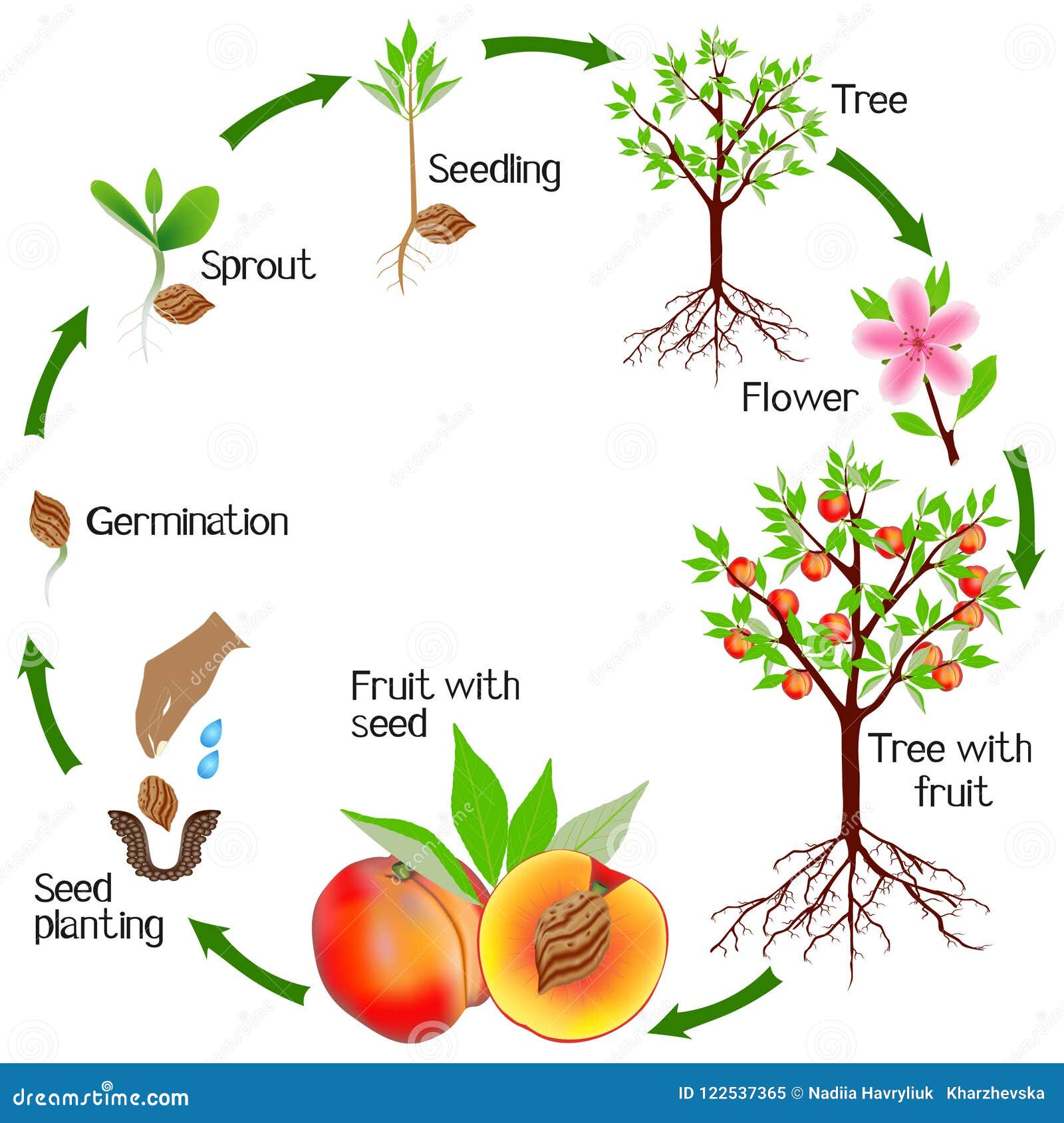 Peach Tree Life Cycle