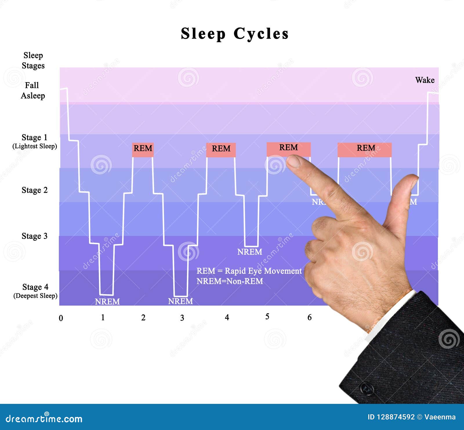 cycles of sleep