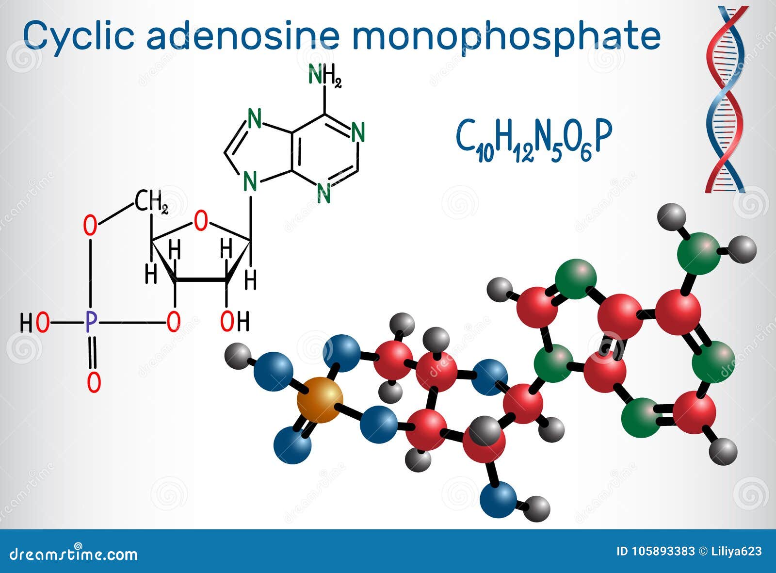 non cyclic amp molecule non cyclic amp molecule