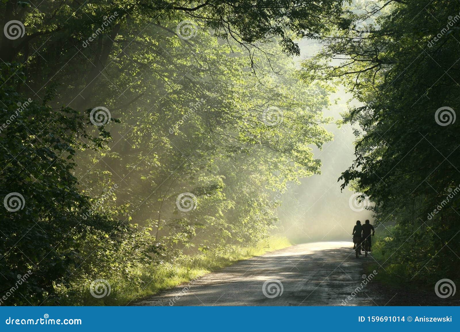 cyclists ride a country road through the spring forest at dusk after rainfall setting sun illuminates oak leaves on branches of