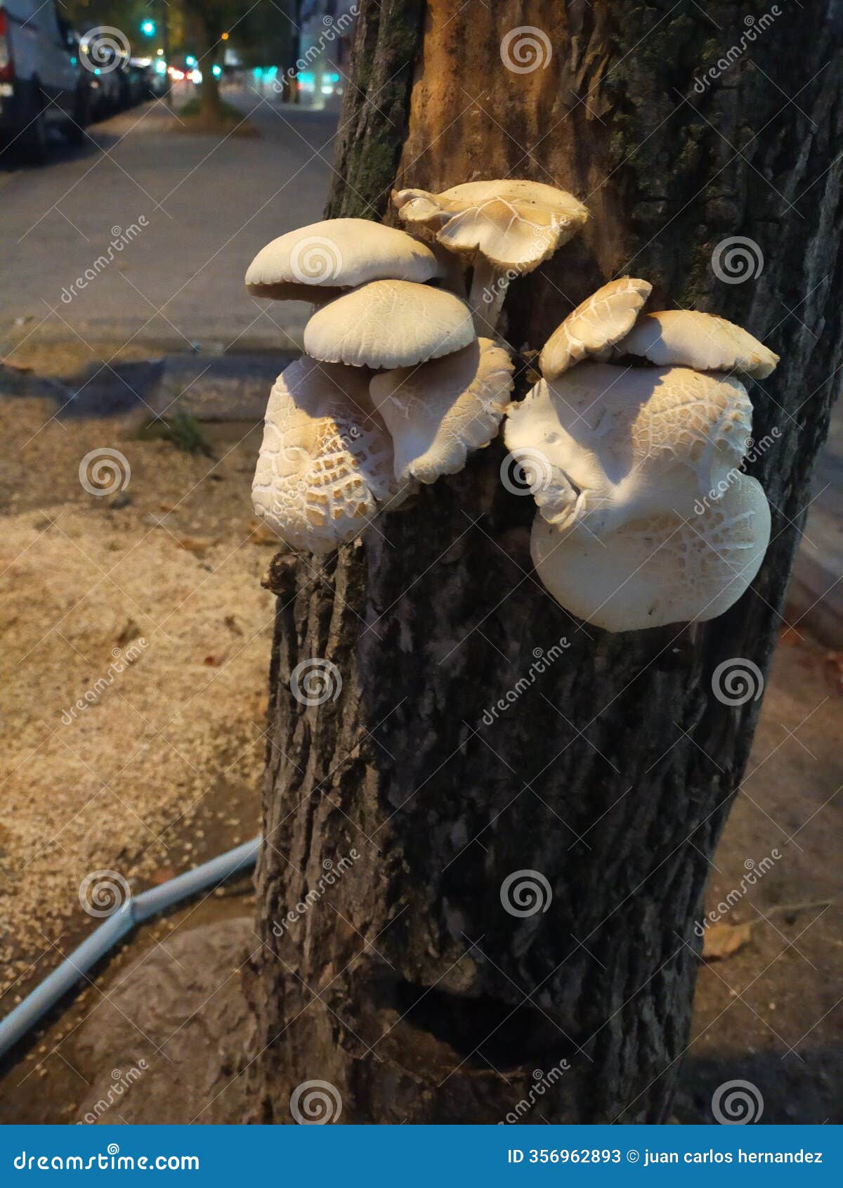 cyclocybe aegerita, also called agrocybe cylindracea known as theÂ poplar fieldcapÂ orÂ poplar mushroom, orÂ velvet pioppini