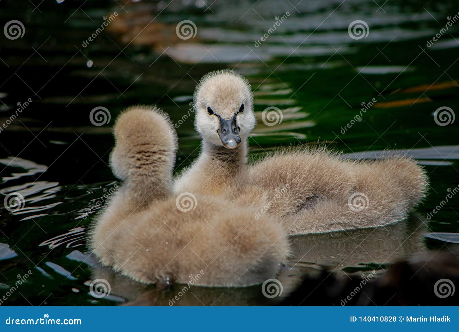 Cygne Noir Bebe Mignon Waterbird Photo Stock Image Du Sauvage Cheri Cygne Noir Bebe Mignon Waterbird Photo Stock Image Du Sauvage Cheri