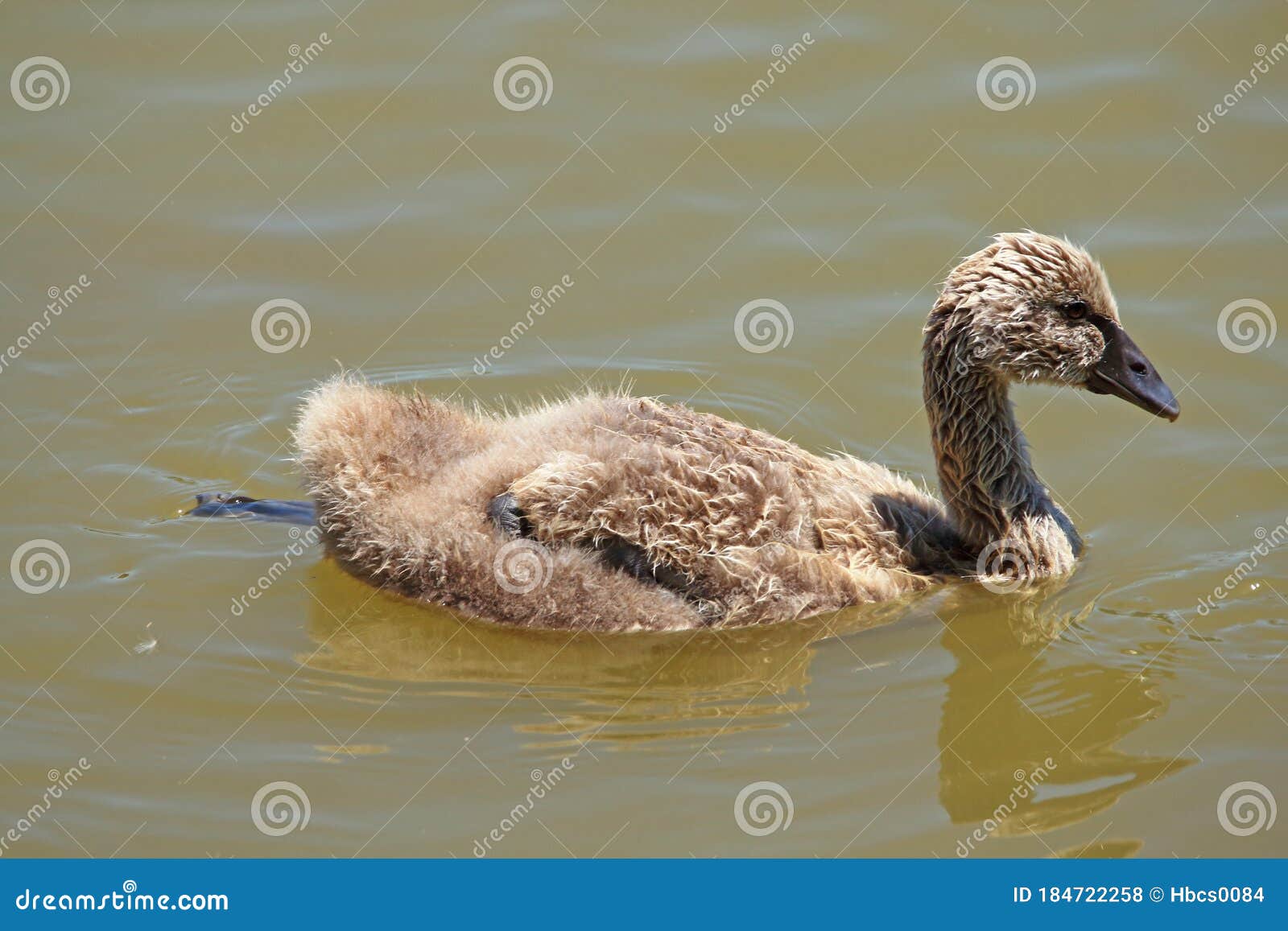 Cygne Noir De Bebe Photo Stock Image Du Abdomen Oiseau