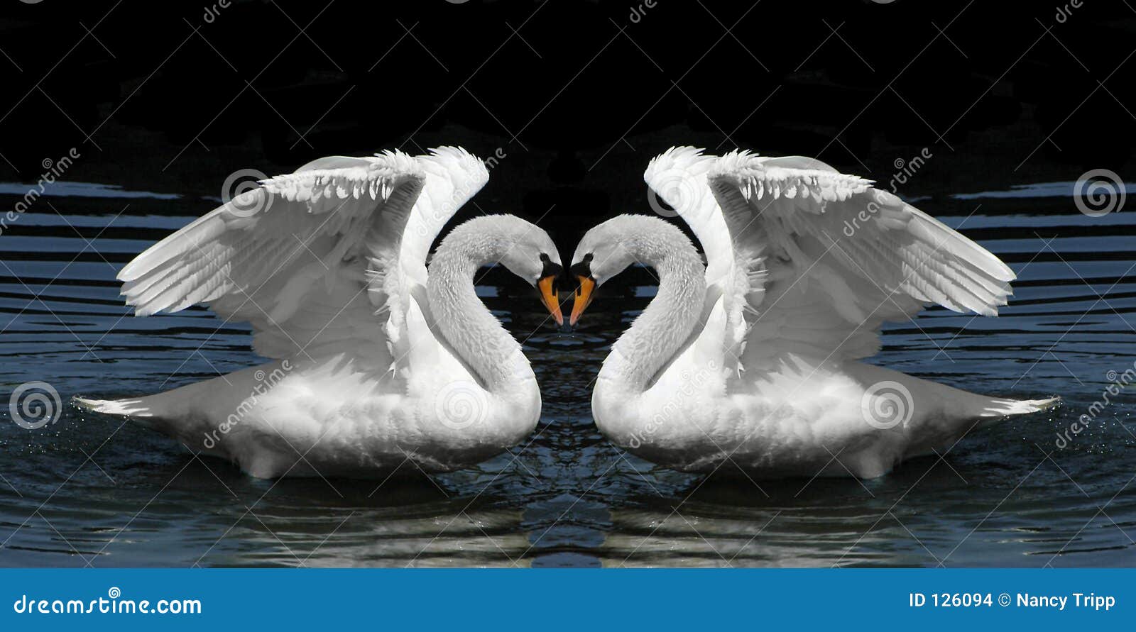 Cygnes Jumeaux Faisant Face Pour Produire La Forme De Coeur Photo Stock Image Du Bleu Cygne