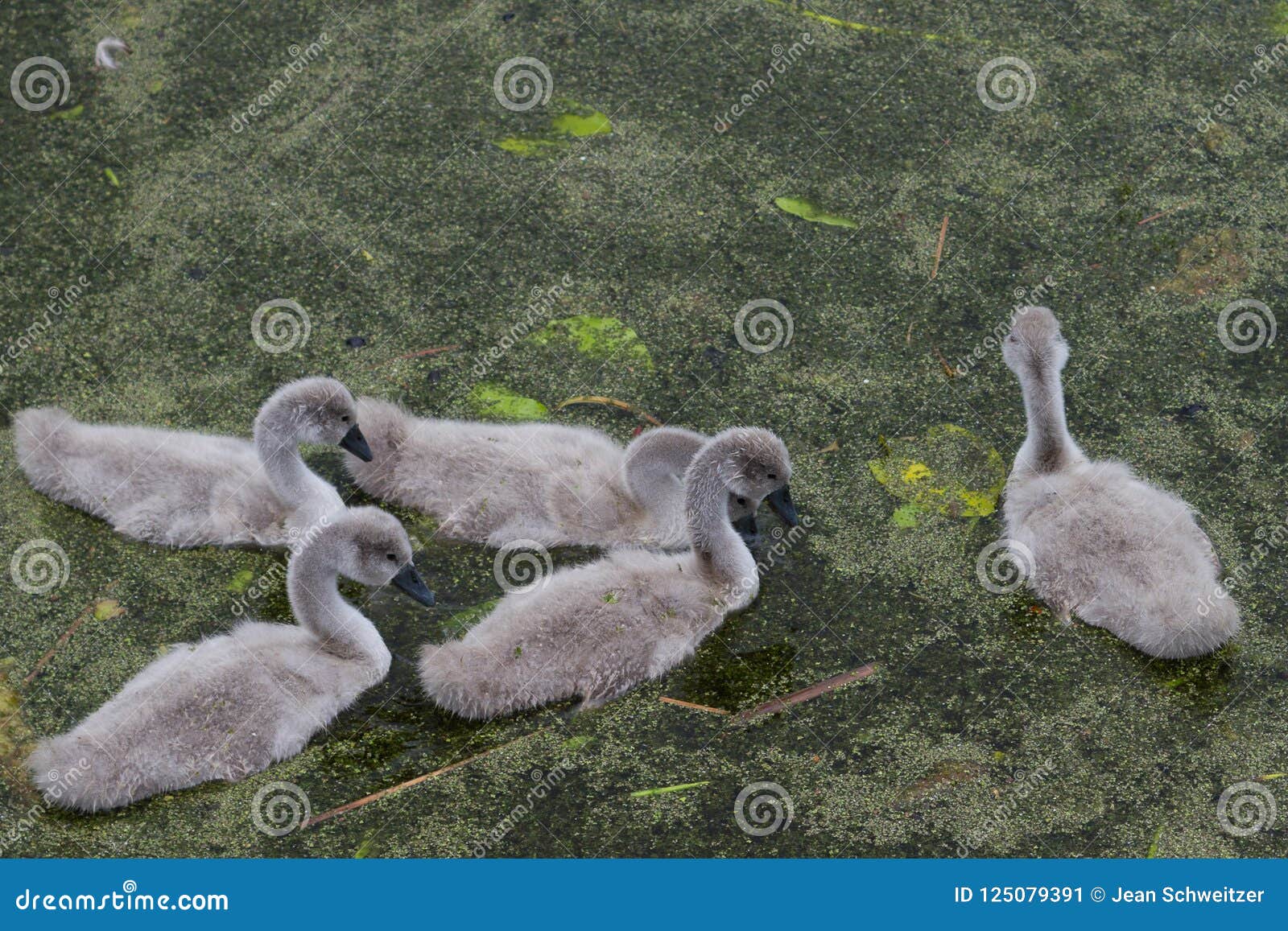 Цинетки. Лебедь на озере в Дании