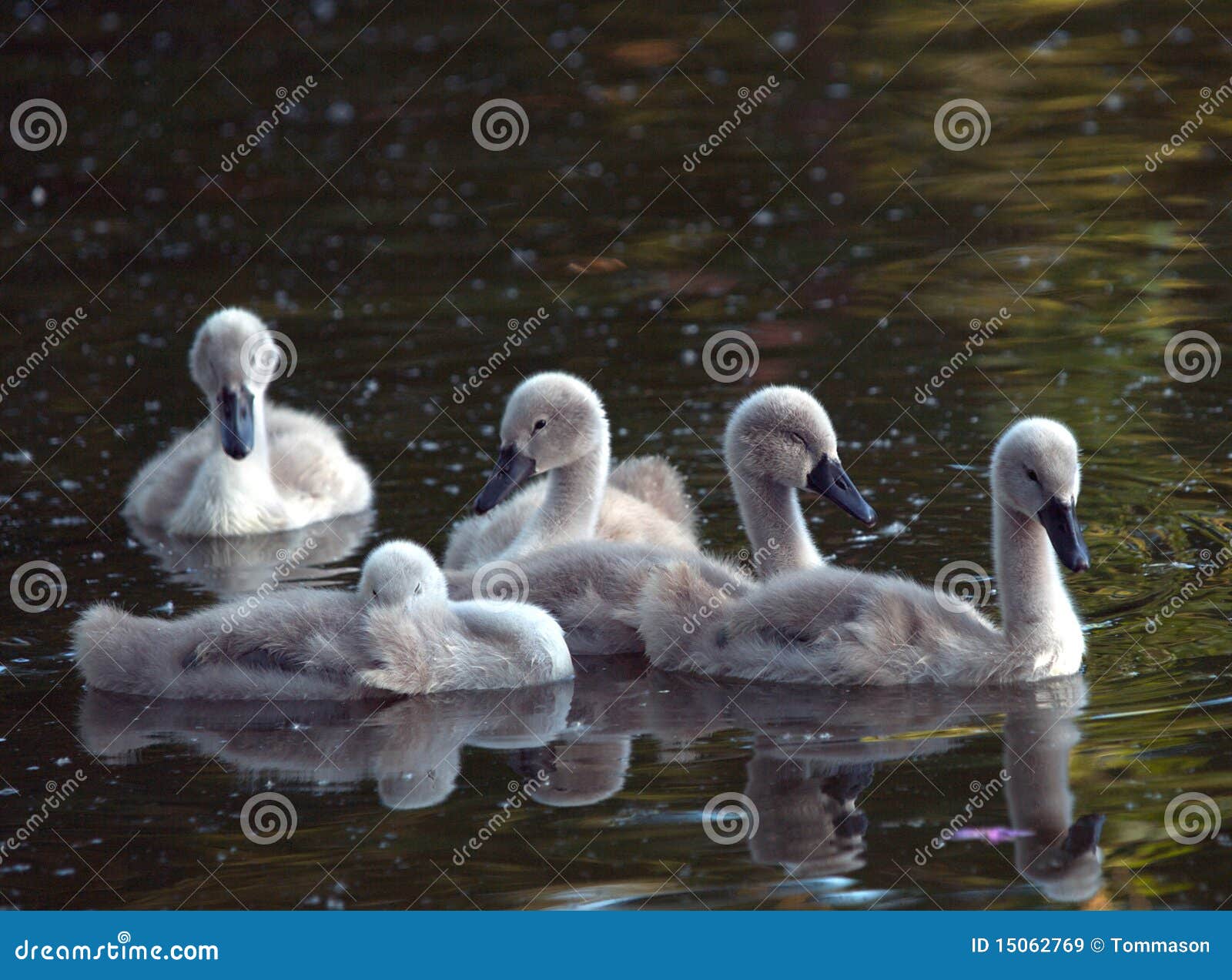stock image. Image of baby, young, bird, animal 15062769