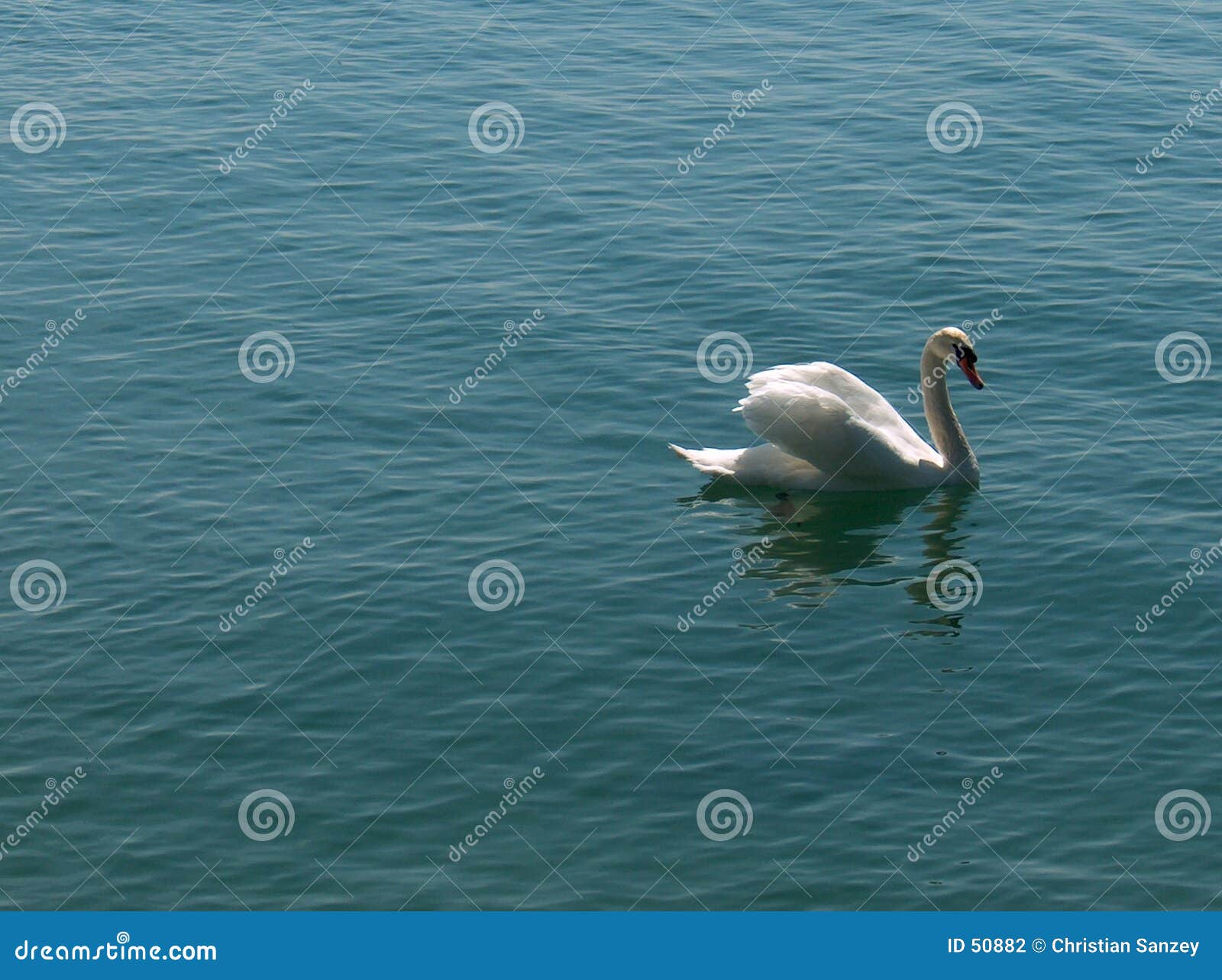 Cygnusswan. Geneva lakeswan switzerland