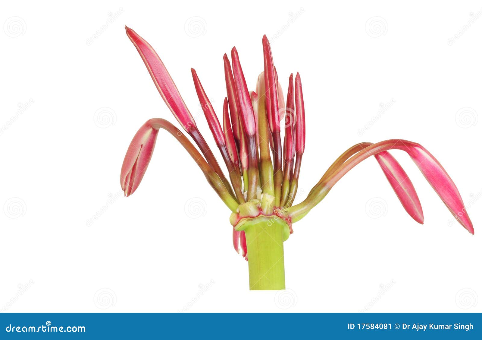 Cylindrical Flower Stalk with Buds of Giant Spider Stock Image Image