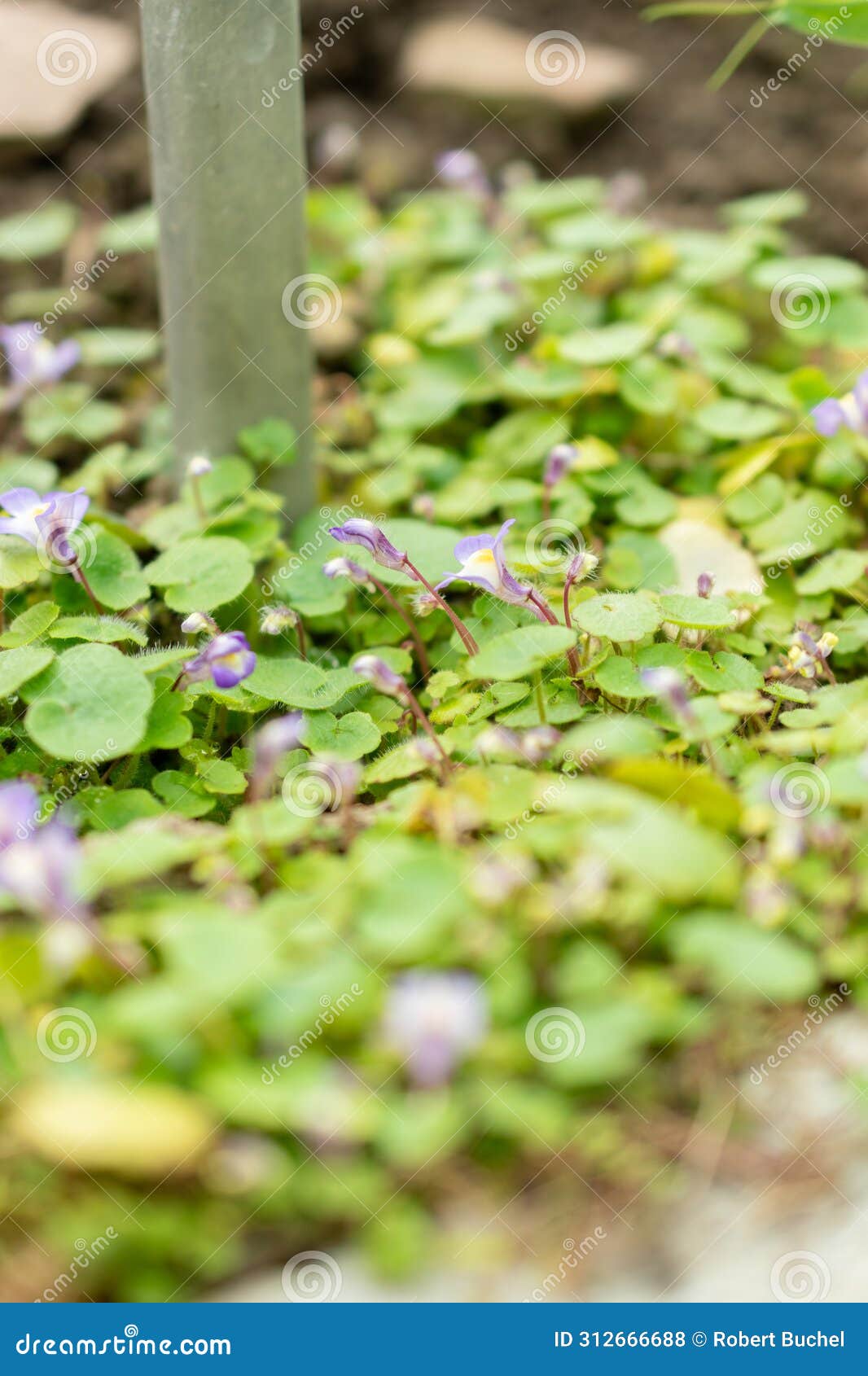 cymbalaria microcalyx plant in saint gallen in switzerland