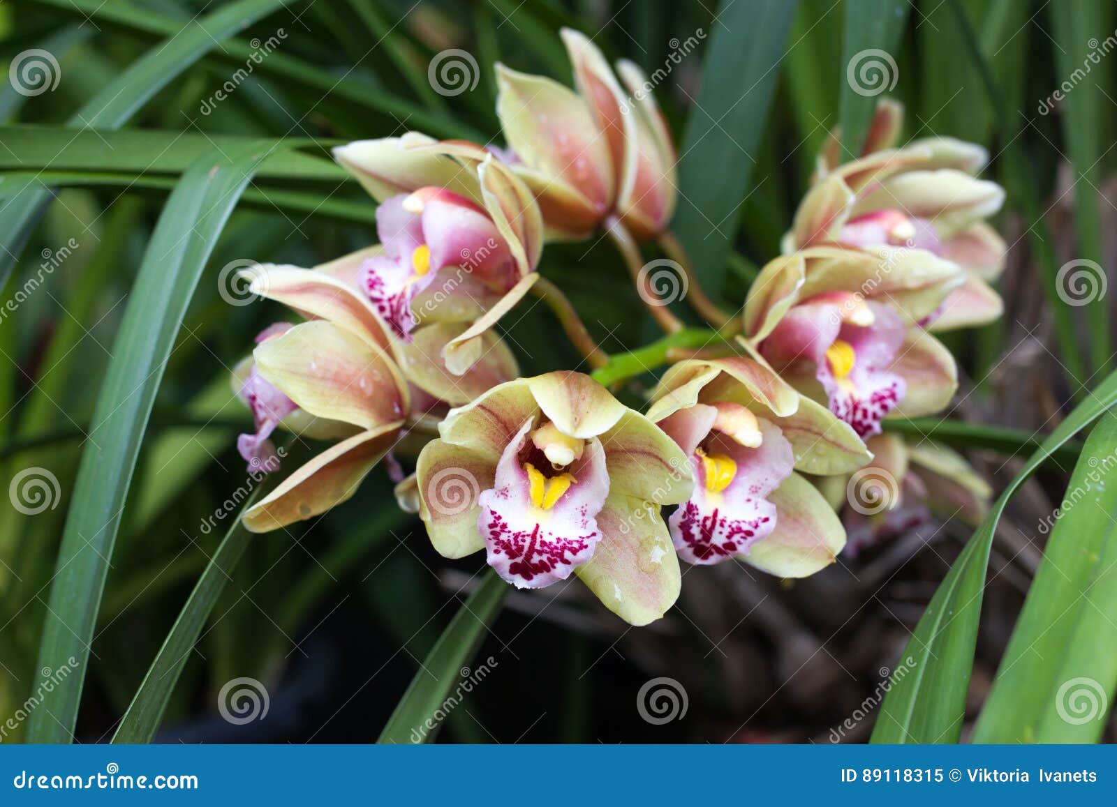 Cymbidium Cor-de-rosa No Potenciômetro Flor E Botão Da Orquídea Imagem de  Stock - Imagem de floral, amarelo: 89118315