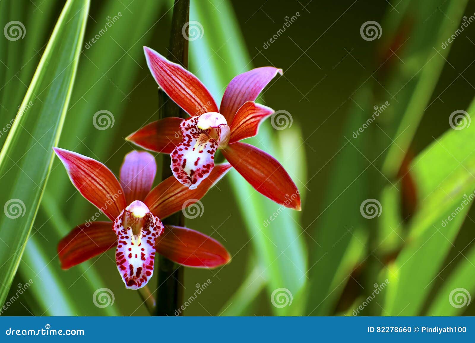 Cymbidium hybrid orchids stock photo. Image of cymbidium - 82278660