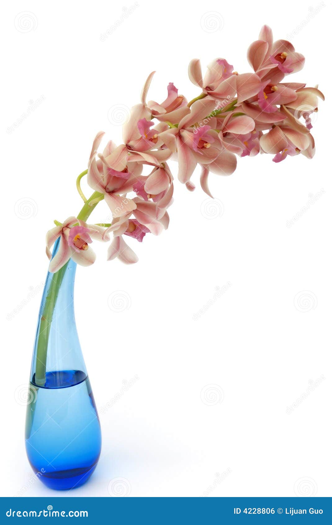 Cymbidium Orchid In Blue Glass Vase Stock Photo Image of orchid