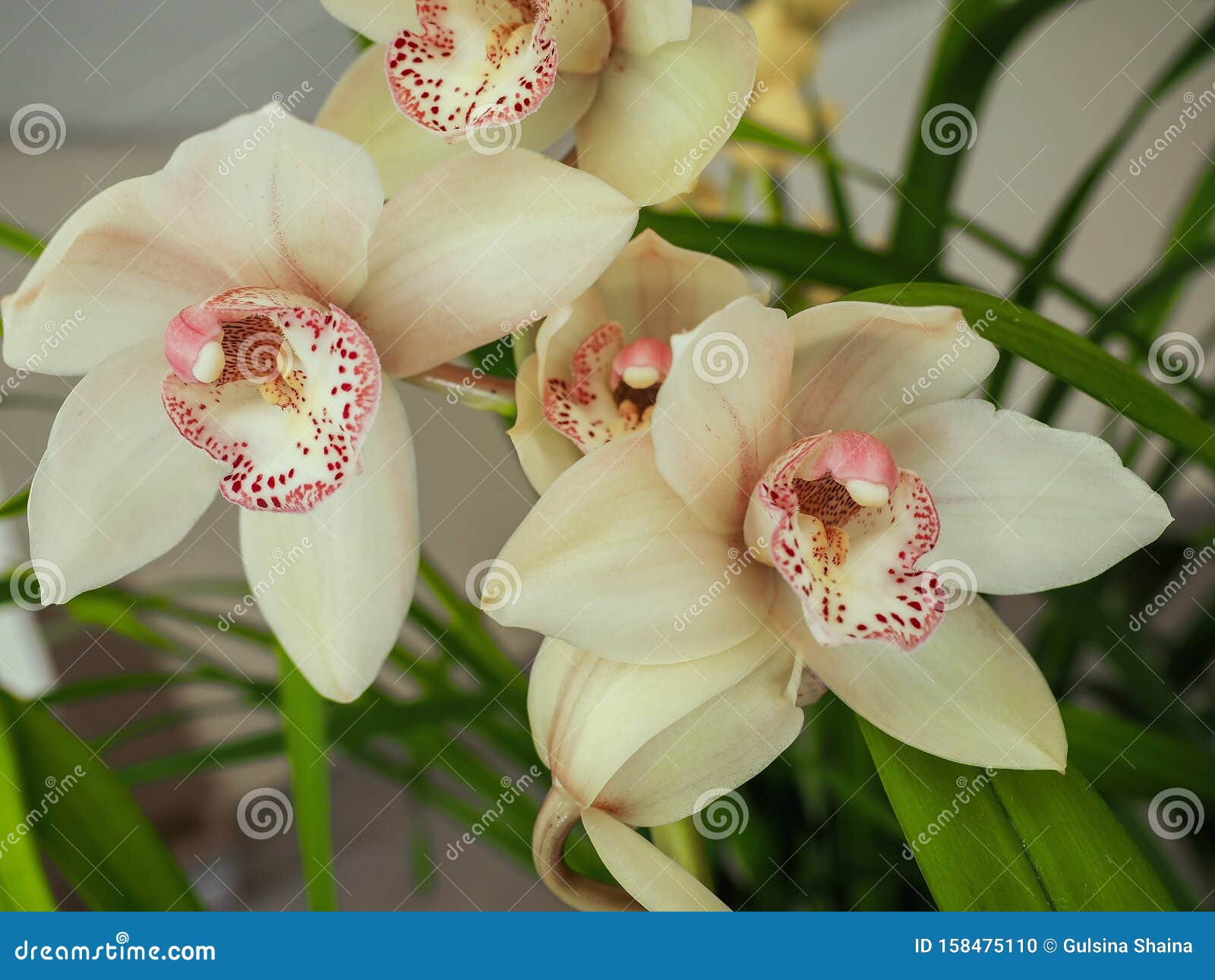cymbidium orchid. shallow depth of field