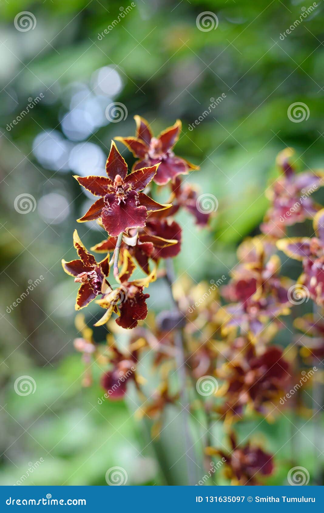 Cymbidium Orchids At Singapore Botanical Garden Stock Image Image Of Close Bunch 131635097