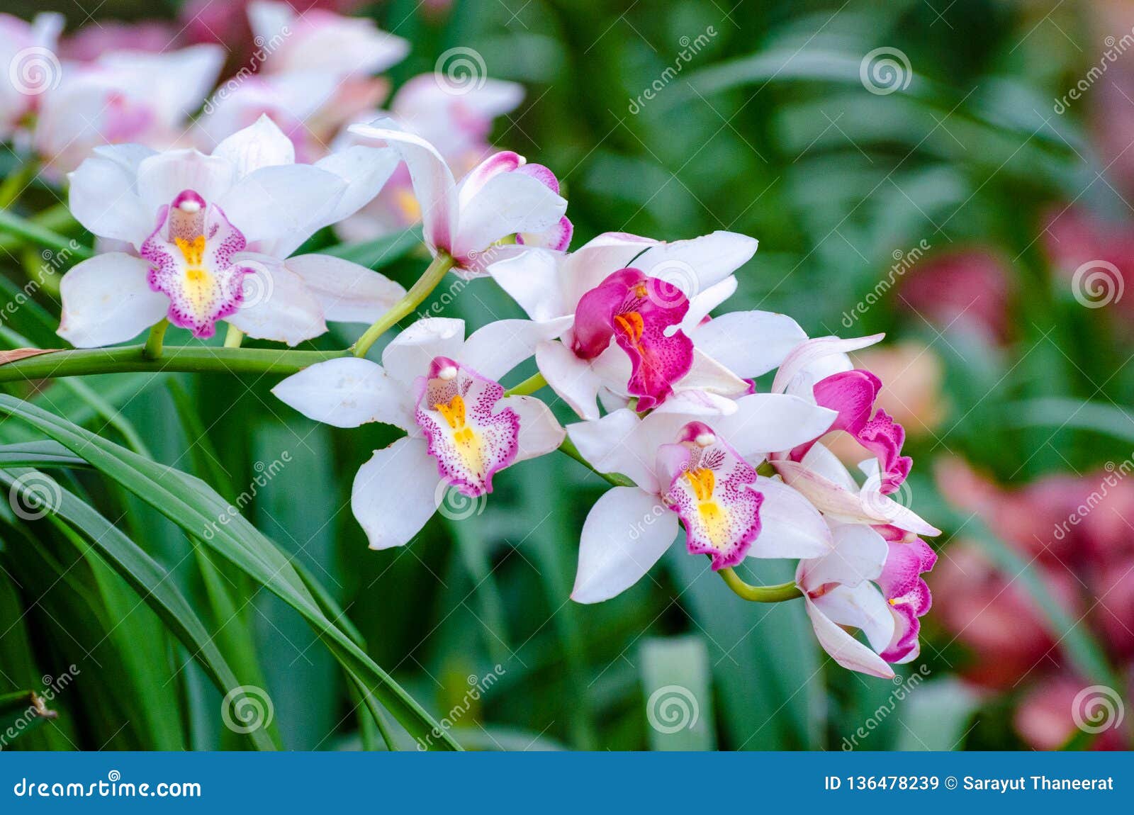 Cymbidium Sp Pink and White Orchid Flowers Stock Image - Image of ...