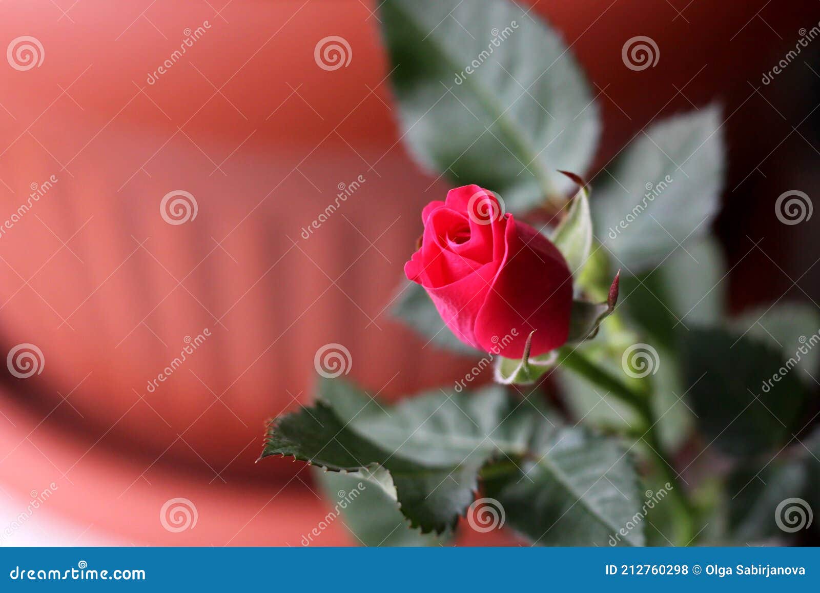 cyme flower seeds cyme flower seeds