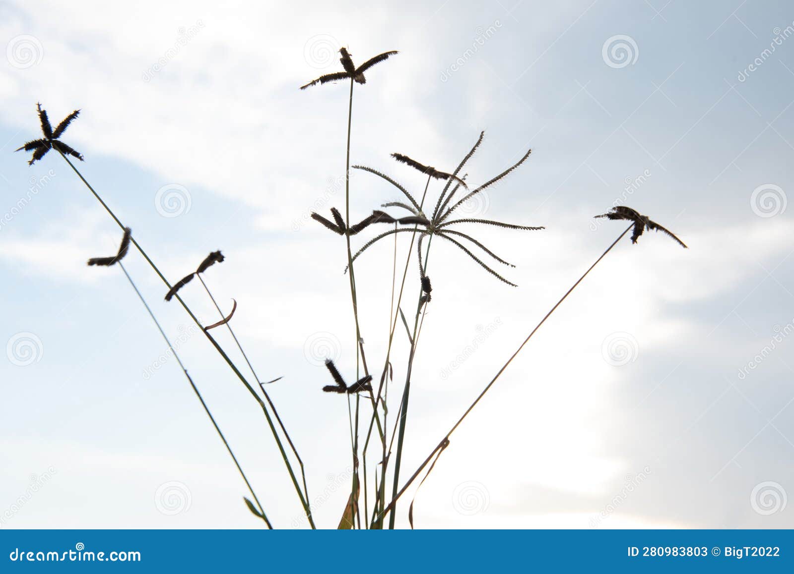 cynodon dactylon, commonly known as bermuda grass, medicinal herbs