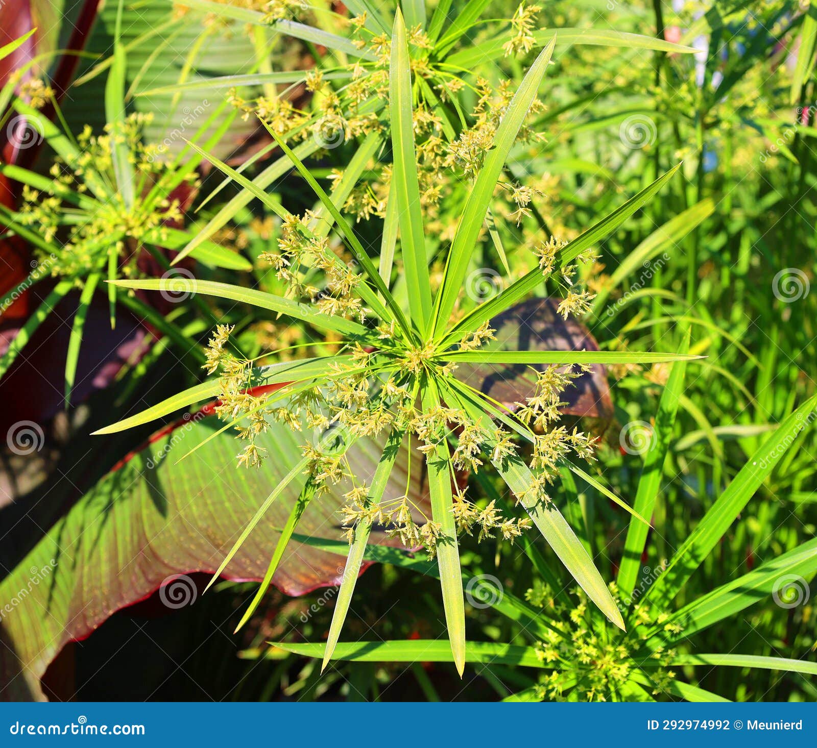 cyperus alternifolius, the umbrella papyrus
