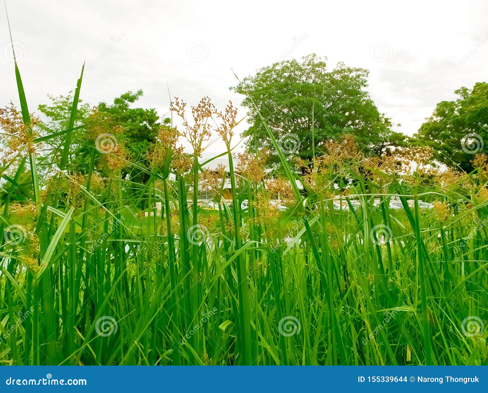 Cyperus Difformis Small Flower Umbrella Sedge, Smallflower Flat Sedge