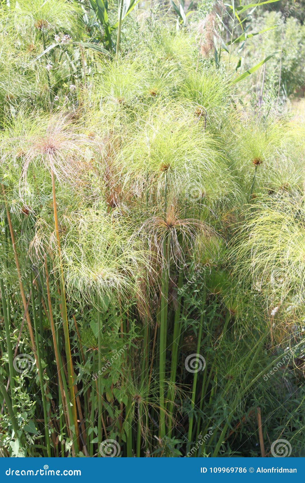 papyrus reed buy papyrus reed buy