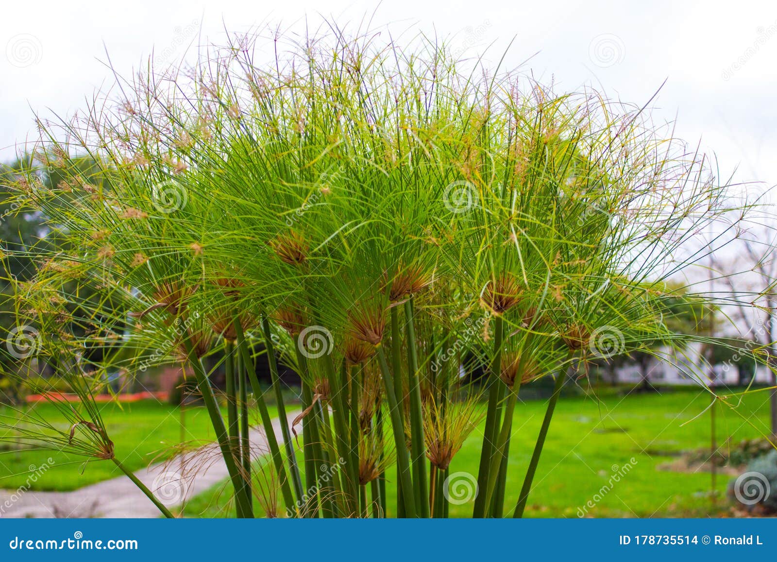 dwarf papyrus water plant dwarf papyrus water plant