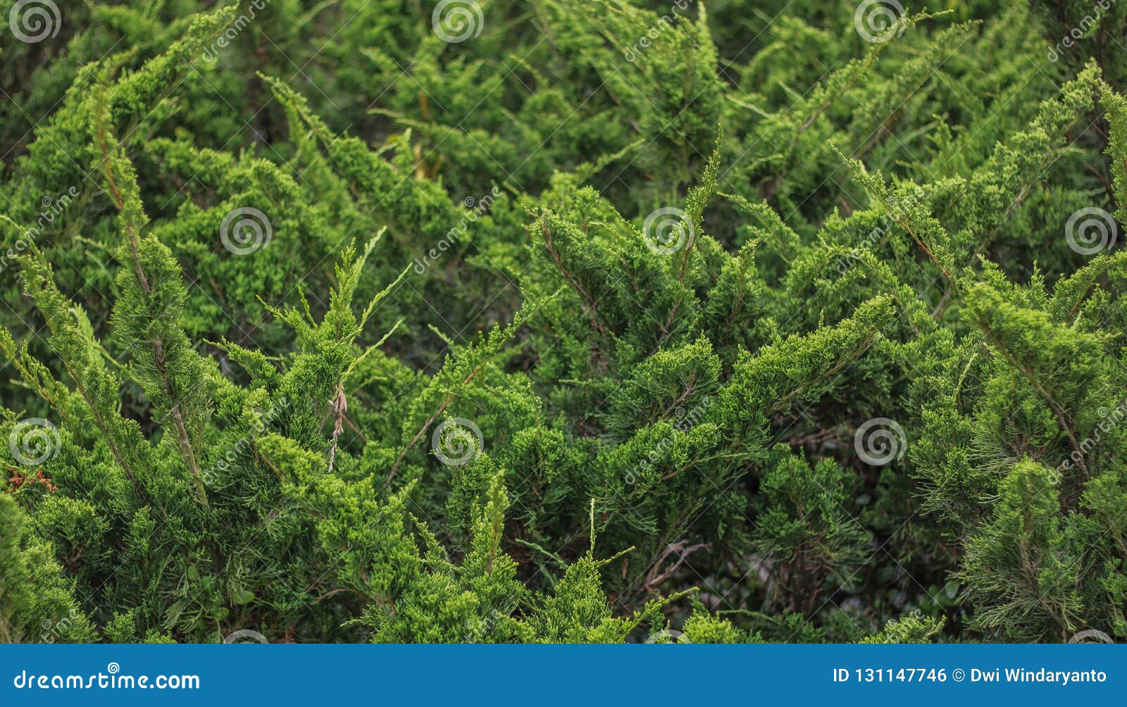 Cypress christmas stock photo. Image of plant, conifer 131147746