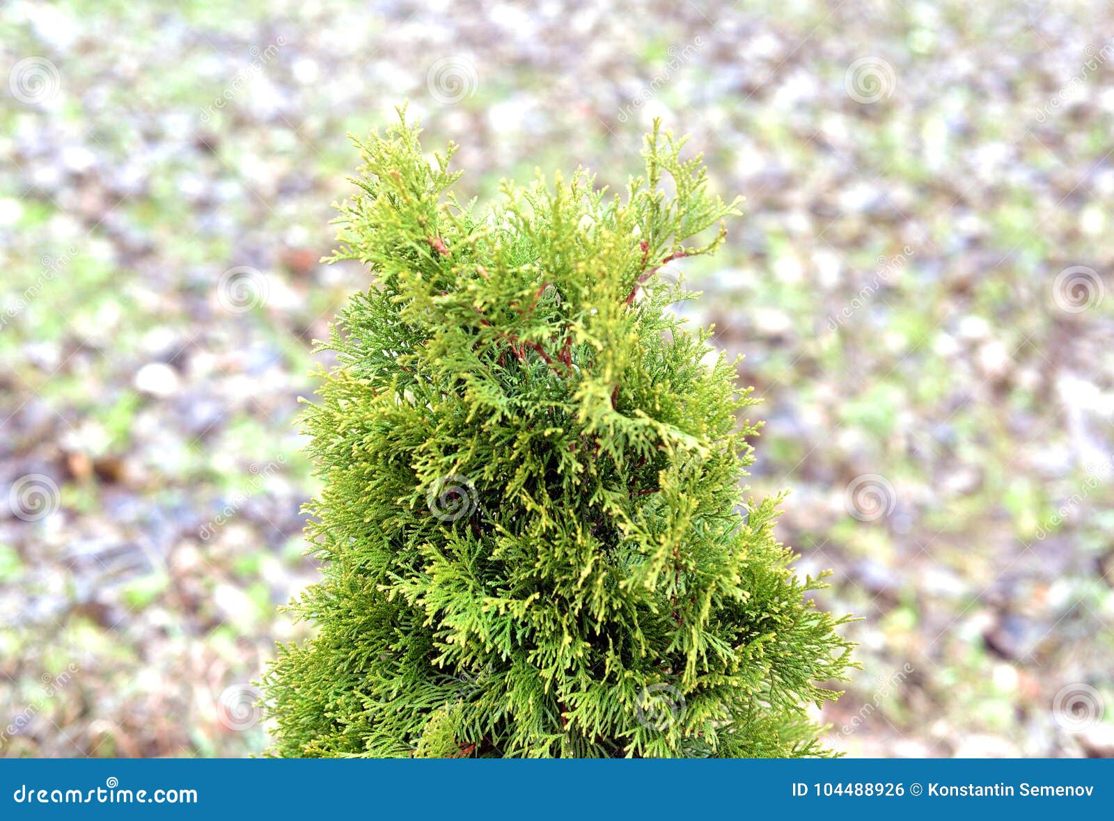 Cypress Decorative Closeup. Stock Photo Image of closeup, bush 104488926