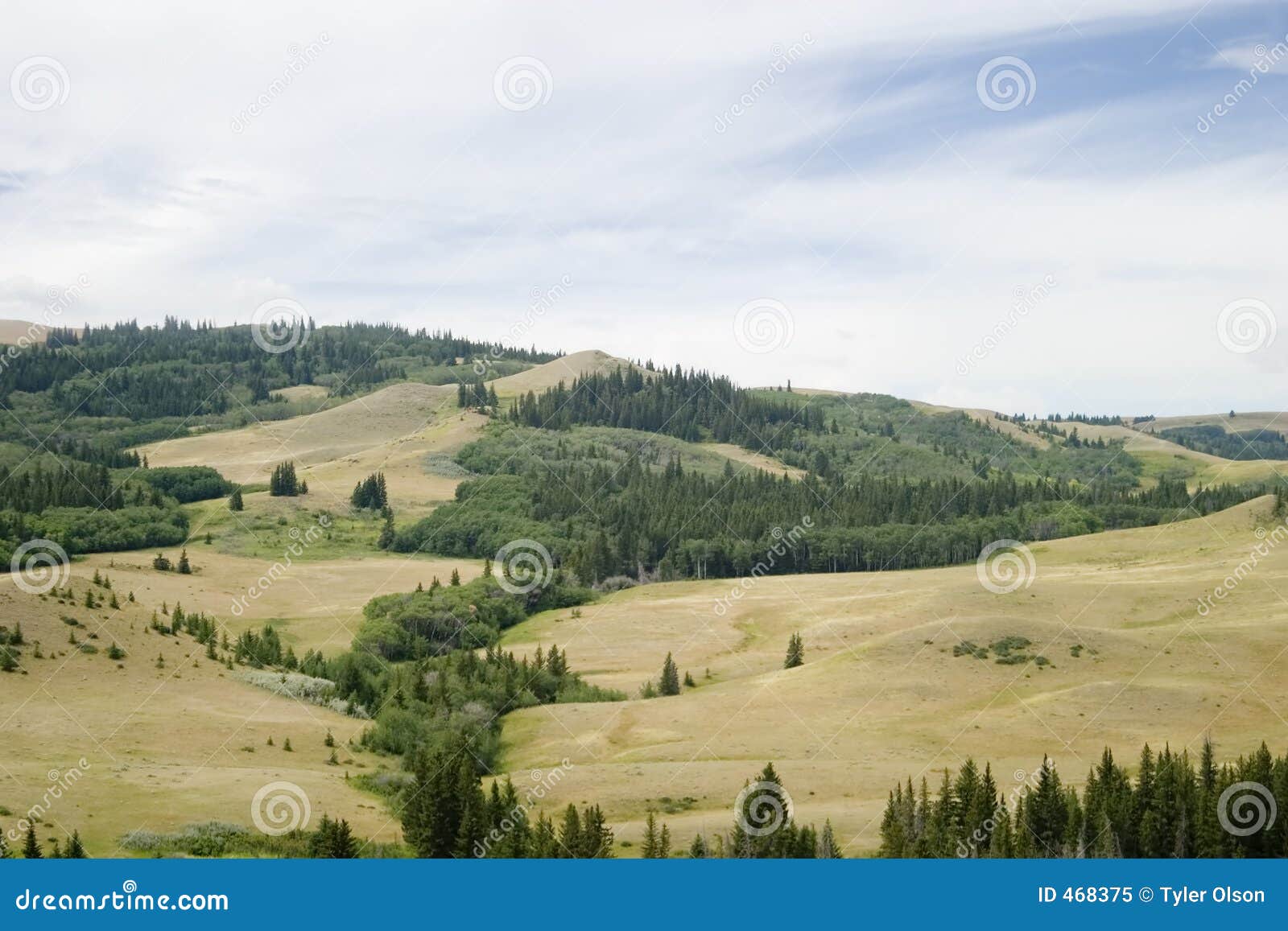 Cypress Hills stock image. Image of settler, bush, saskatchewan 468375