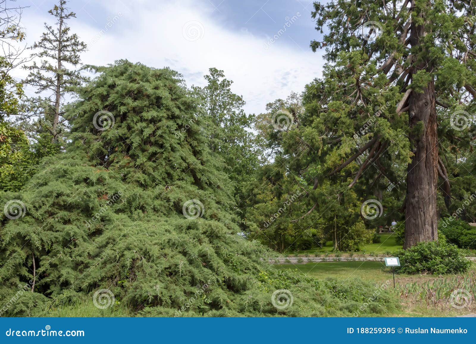 cypress and sequoiadendron in the park
