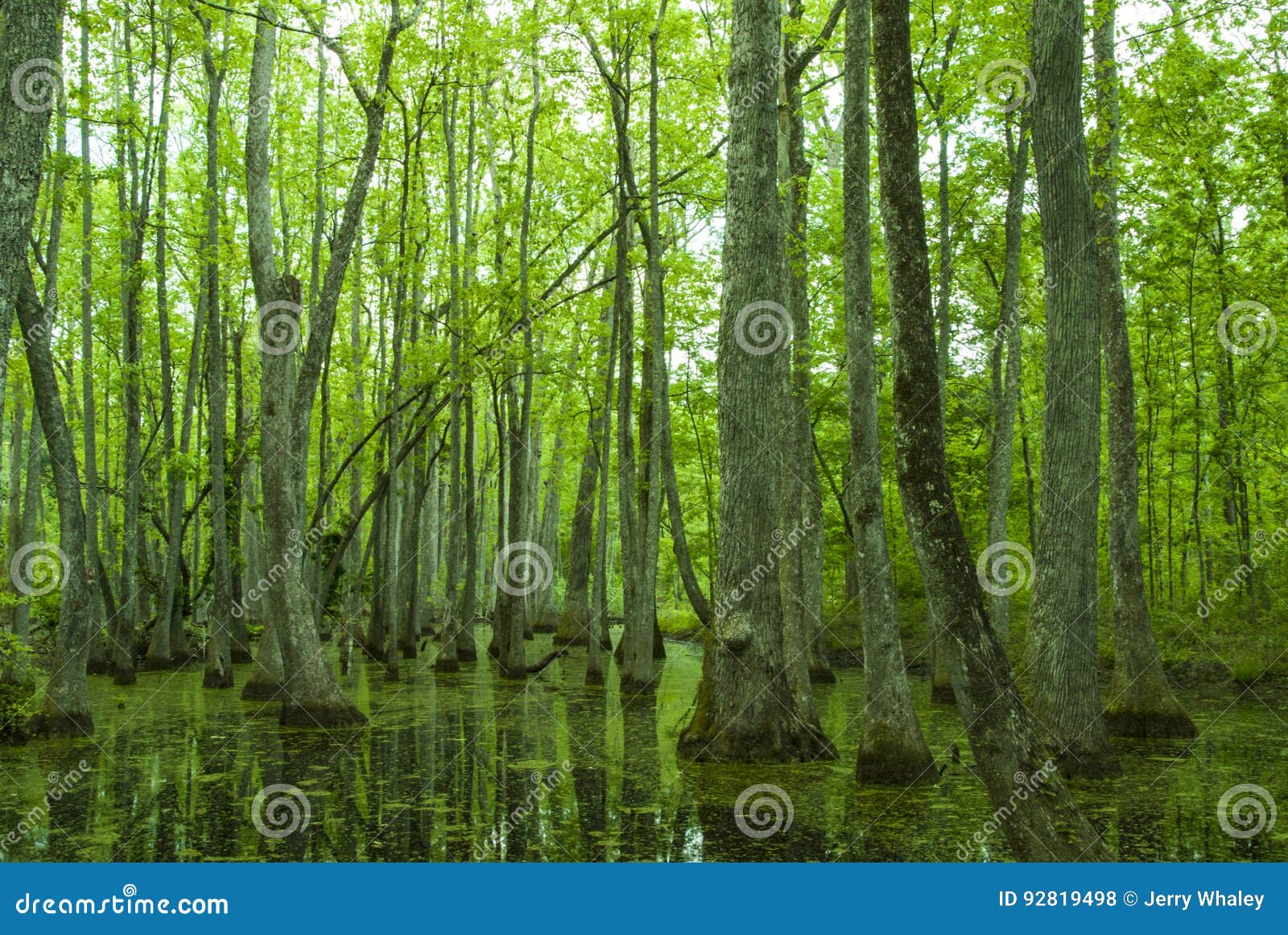cypress swamp, natchez trace, ms