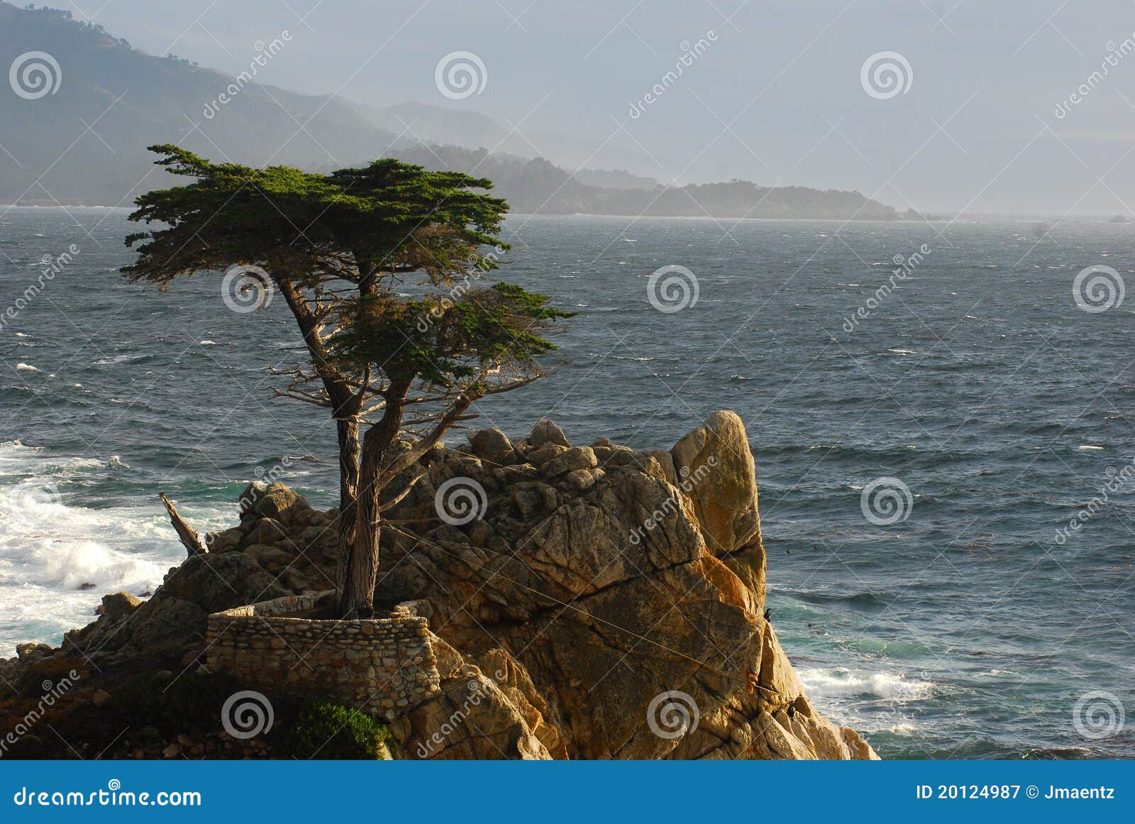 A Cypress Tree in Monterey Bay Editorial Photography Image of peace