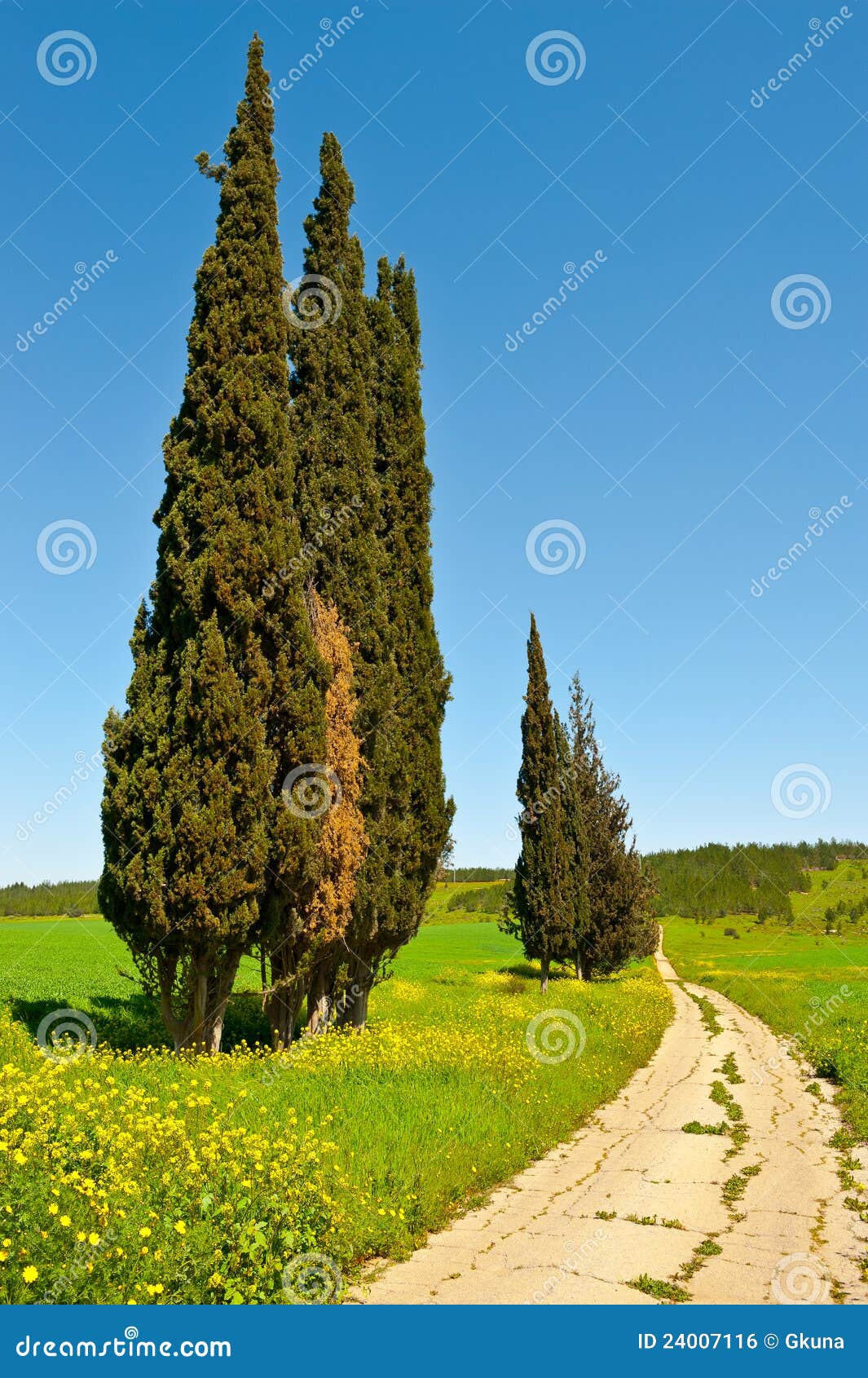 Cypress Trees stock photo. Image of harvest, farmland 24007116