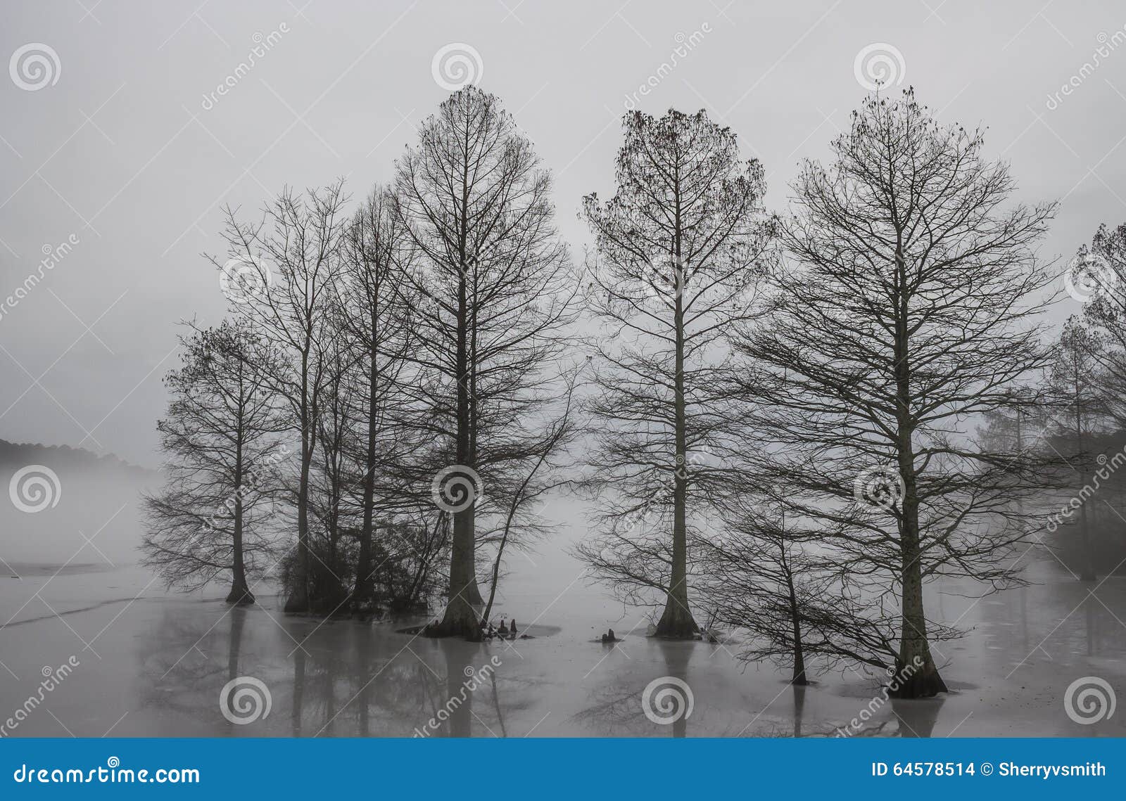 cypress trees frozen in ice and shrouded in fog