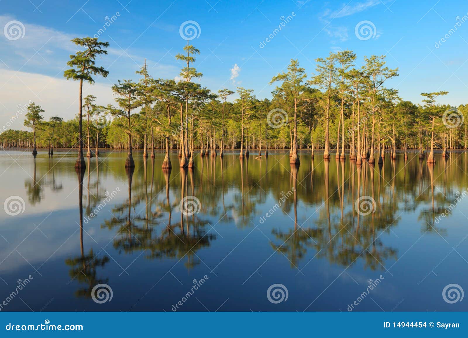 cypress trees in the swamp