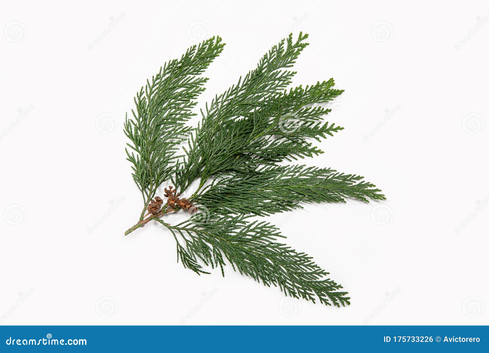 cypress twig with dry cones  on white background