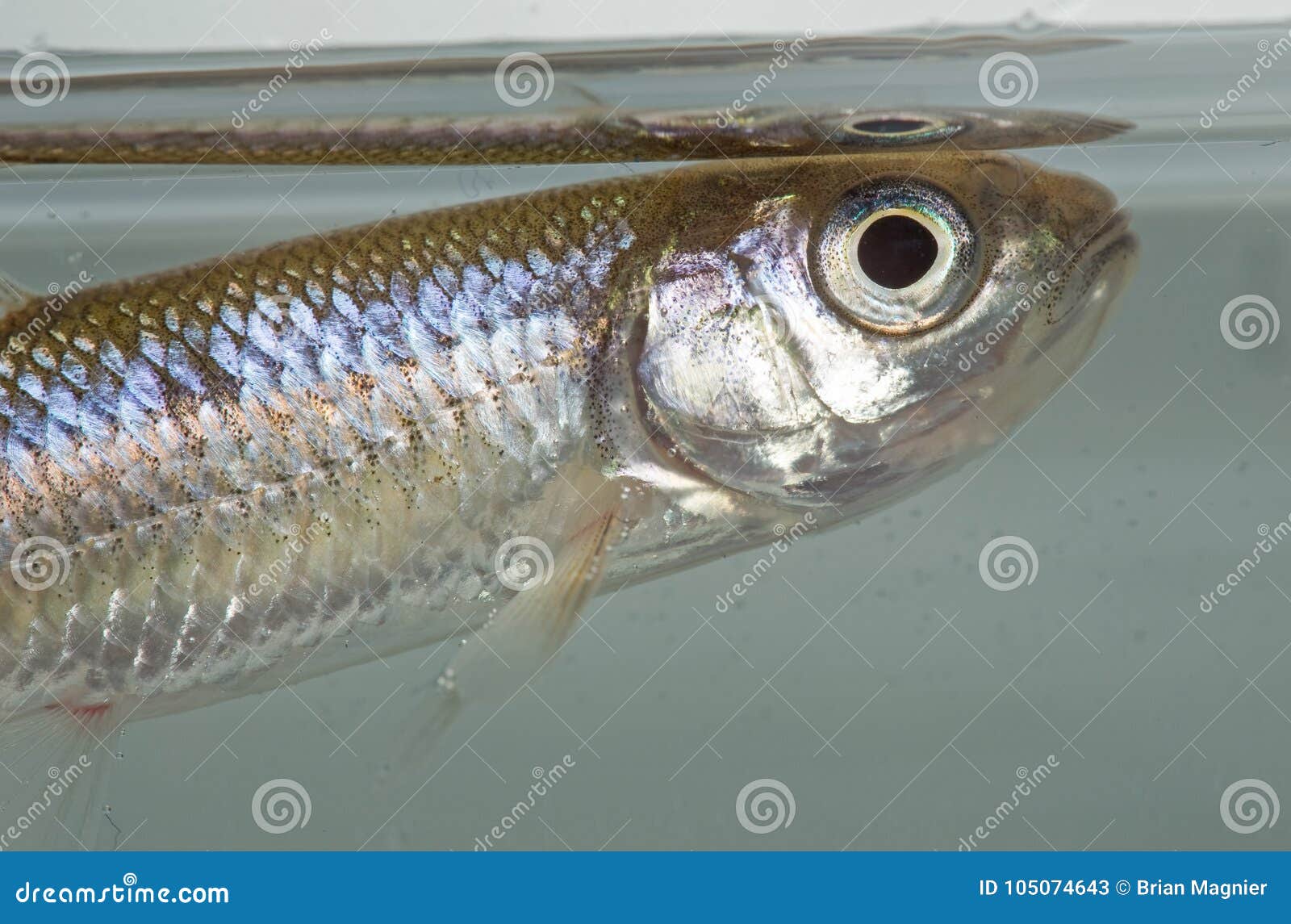 Cyprinid fish stock image. Image of safely, small, tank - 105074643