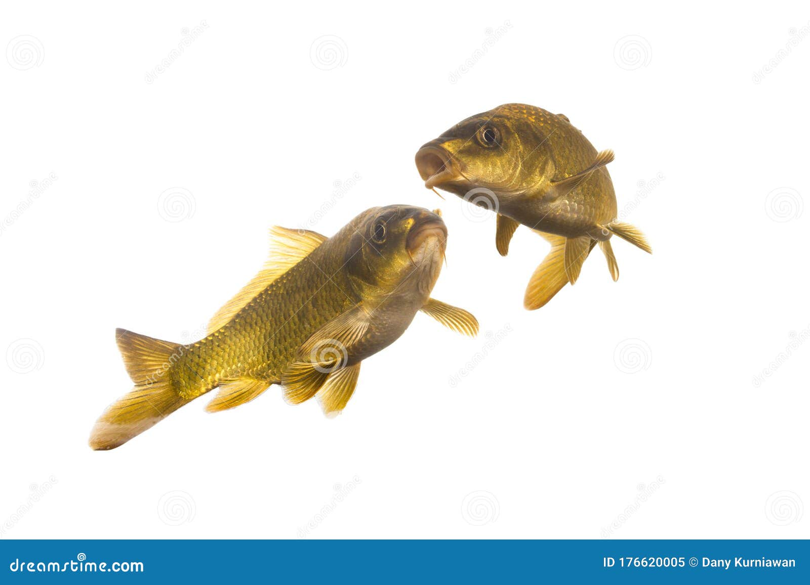 golden carp fish on a white background