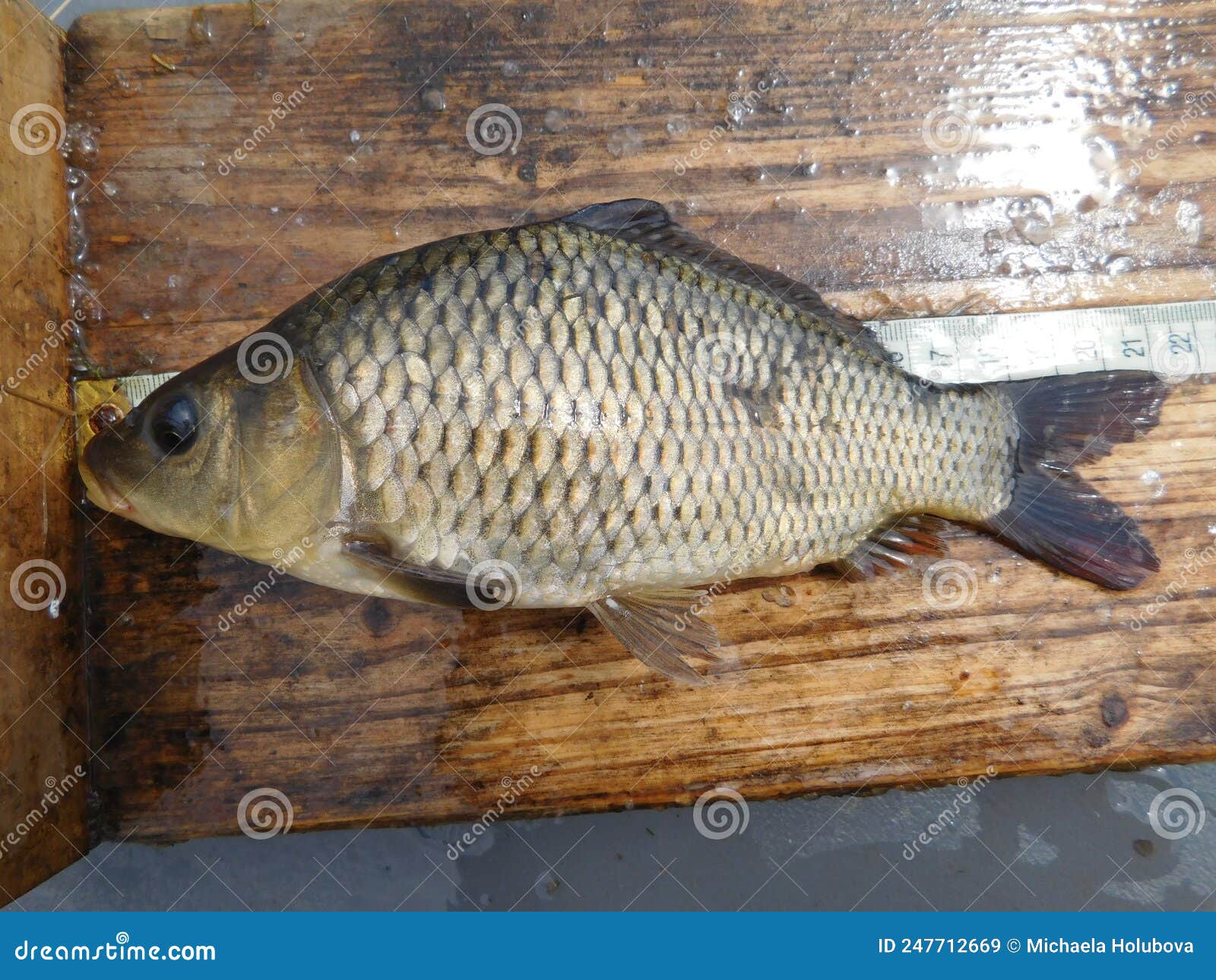 Cyprinus Carpio European Carp, Formerly Known As the Common Carp Stock  Image - Image of fishing, bottom: 247712669