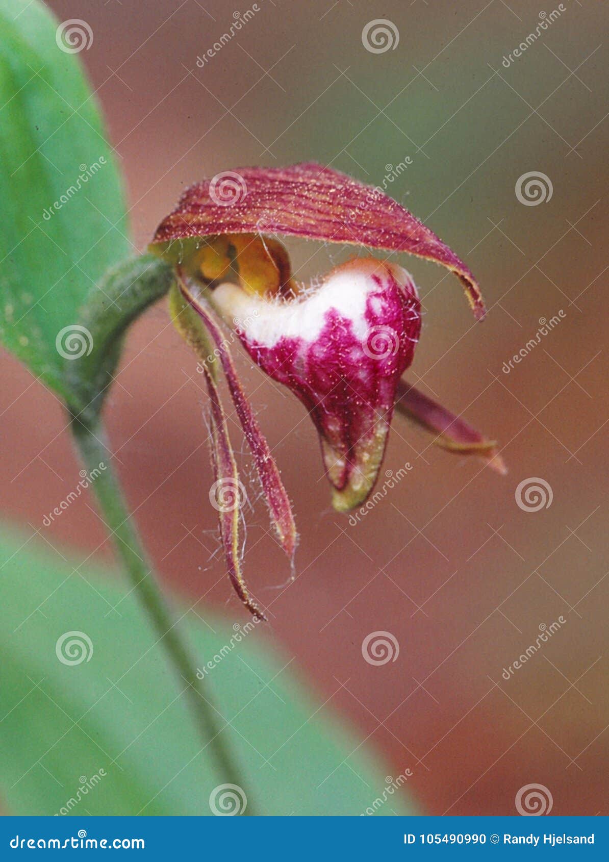 Discover more than 148 lady slipper orchid endangered super hot