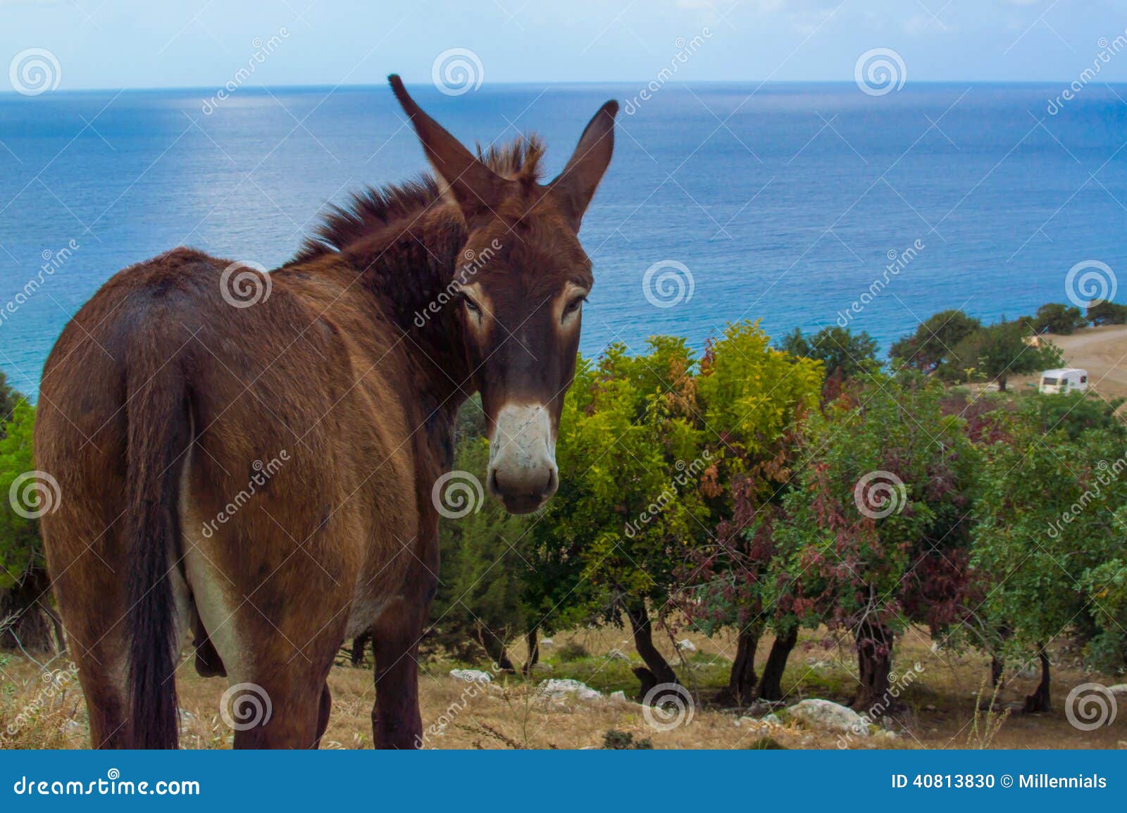 cyprus donkey